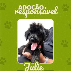 Foto de Julie adocao em Diadema