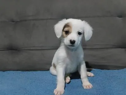 Foto de Cocada para doação adocao em São Paulo