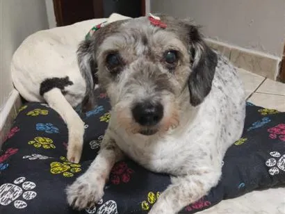 Foto de Princesa perdido em São Carlos