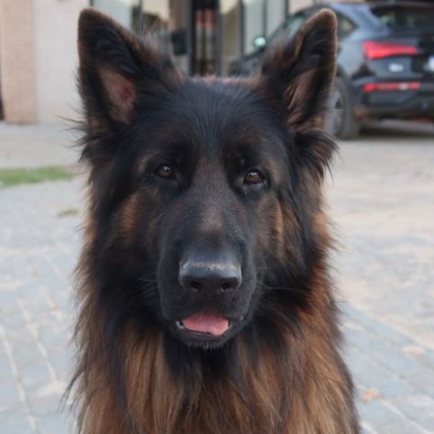 Foto de Theo perdido em Jarinu