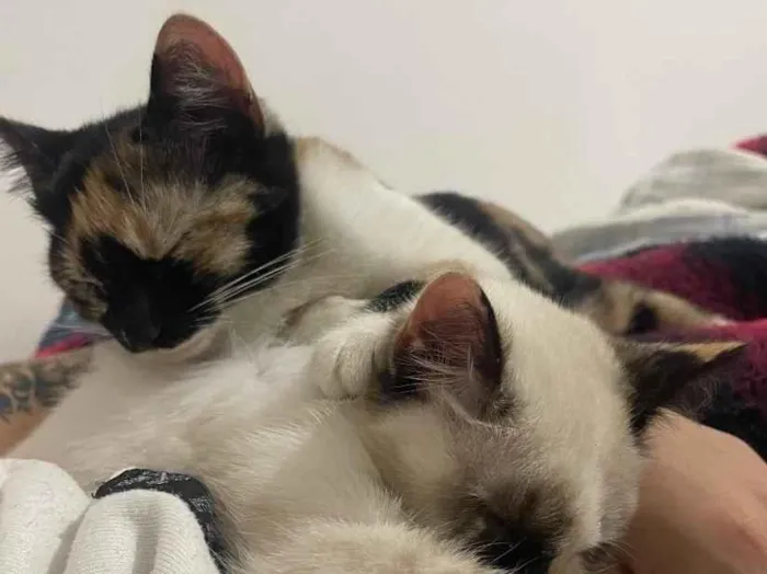 Foto de Serena e Misty para doação adocao em Mogi das Cruzes