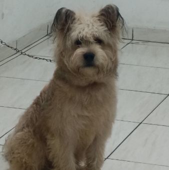 Foto de cachorro adocao em São Paulo