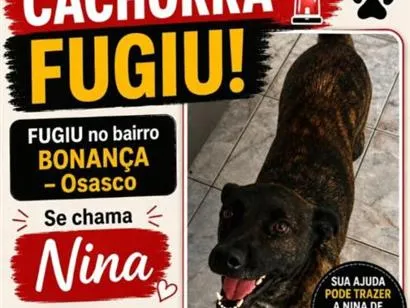Foto de Nina perdido em Osasco