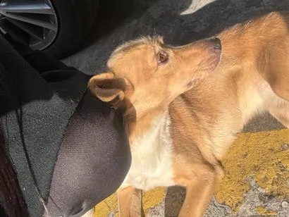 Foto de mel para doação adocao em Itapecerica da Serra