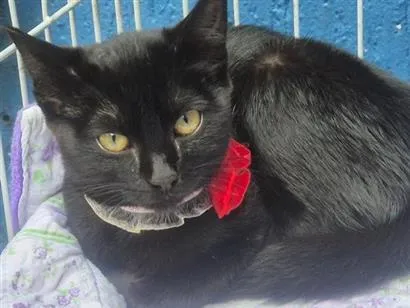 Foto de Gatos e Gatas CÉLIA BLACK para doação adocao em São Paulo