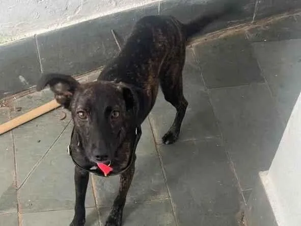 Foto de Amora perdido em São Paulo