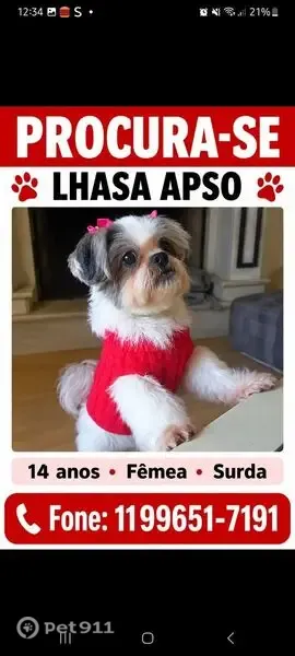 Foto de cachorro perdido em Jundiaí