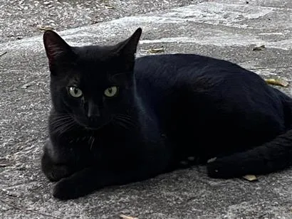 Foto de Noah para doação adocao em Santo André