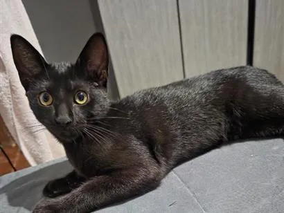 Foto de Max perdido em São Roque