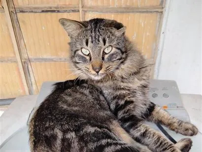 Foto de Leonito perdido em Santo André