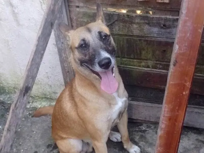 Foto de Rocco para doação adocao em São Paulo