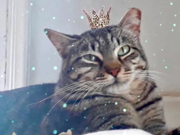 Foto de Giorgio para doação adocao em São Paulo