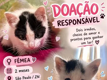 Foto de Zaya e Pandinha para doação adocao em São Paulo