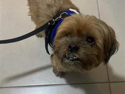 Foto de Cachorros e Cadelas Falar com Gisele - Whats 21 99893-4999 para doação adocao em São Paulo