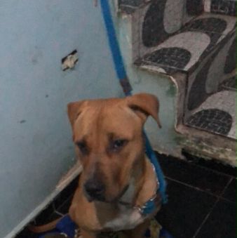 Foto de Thor adocao em Osasco
