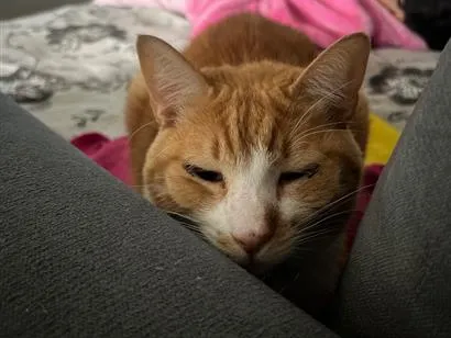 Foto de Cheddar para doação adocao em São Paulo