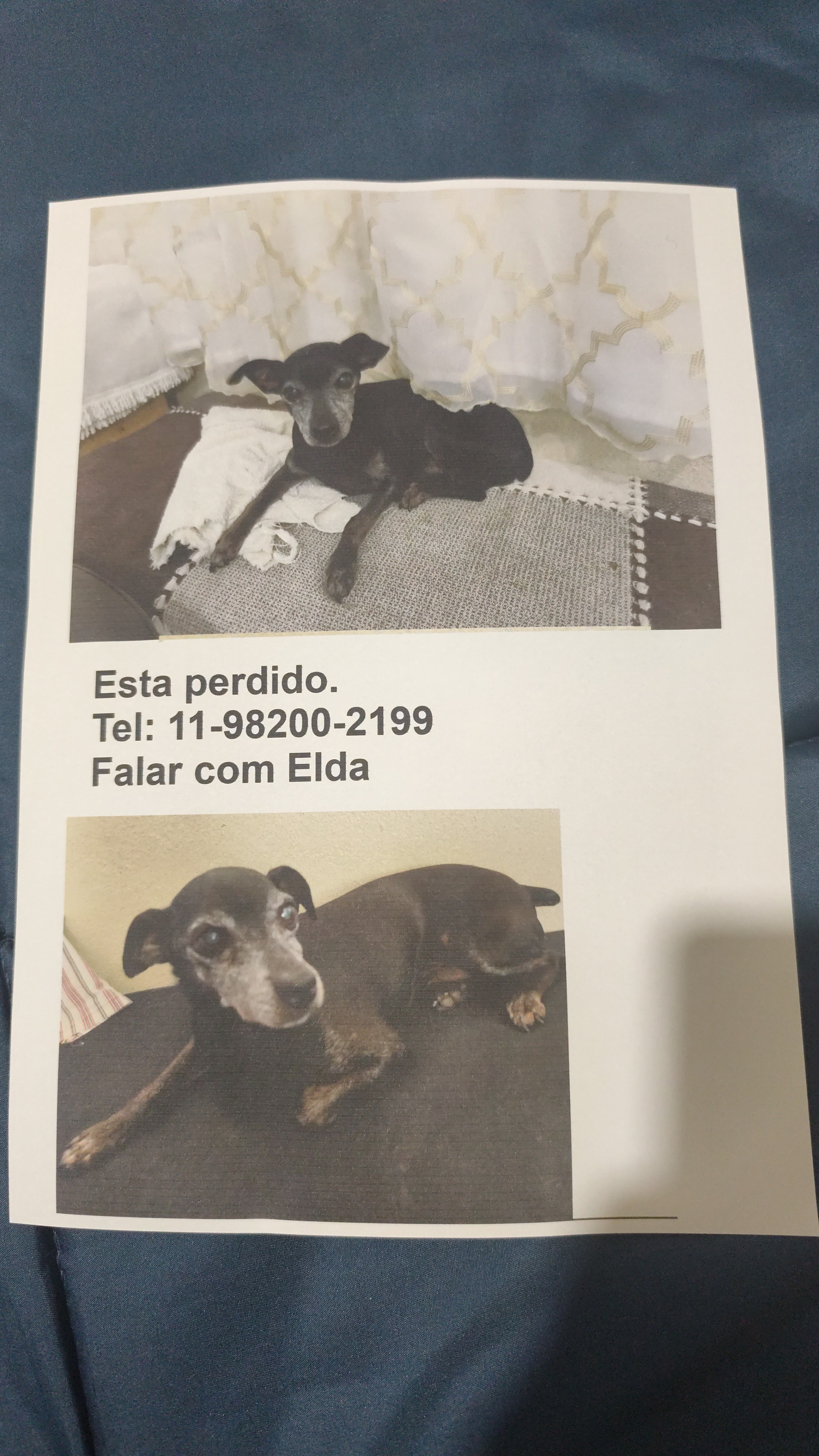 Foto de Toquinho perdido em São Paulo