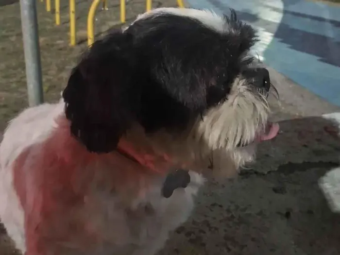 Foto de Olaf perdido em São Paulo