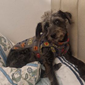 Foto de Kika perdido em Guarulhos