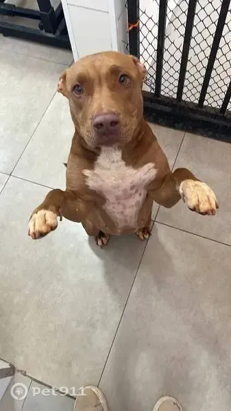 Foto de pet encontrado em Paulínia