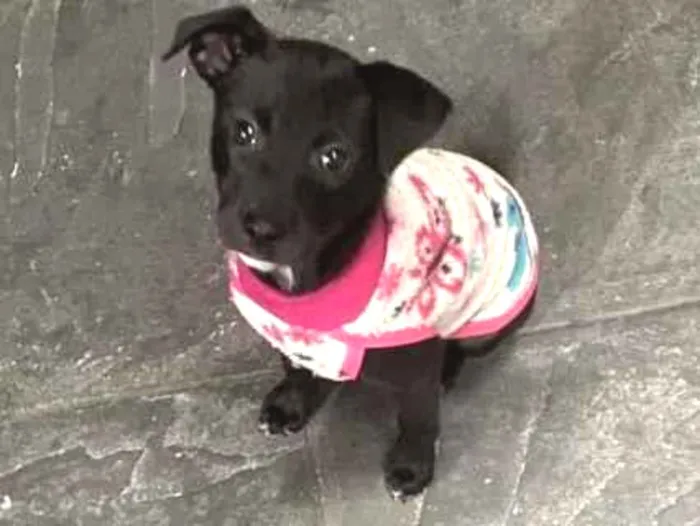 Foto de Penelope para doação adocao em São Bernardo do Campo