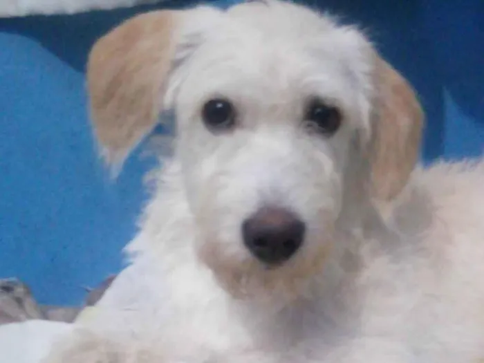 Foto de Nico perdido em São Paulo
