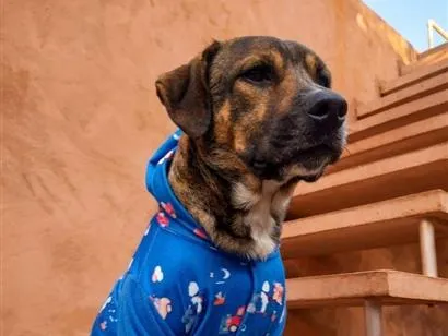 Foto de Zeus para doação adocao em Barueri