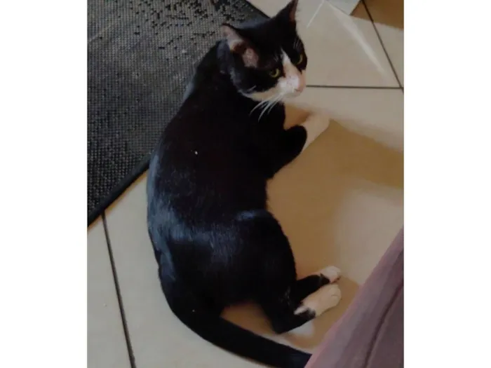 Foto de Ninho perdido em Lorena