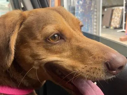 Foto de Atena para doação adocao em Guarulhos