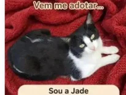 Foto de Jade para doação adocao em São Paulo