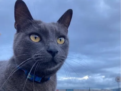 Foto de Max perdido em São Vicente