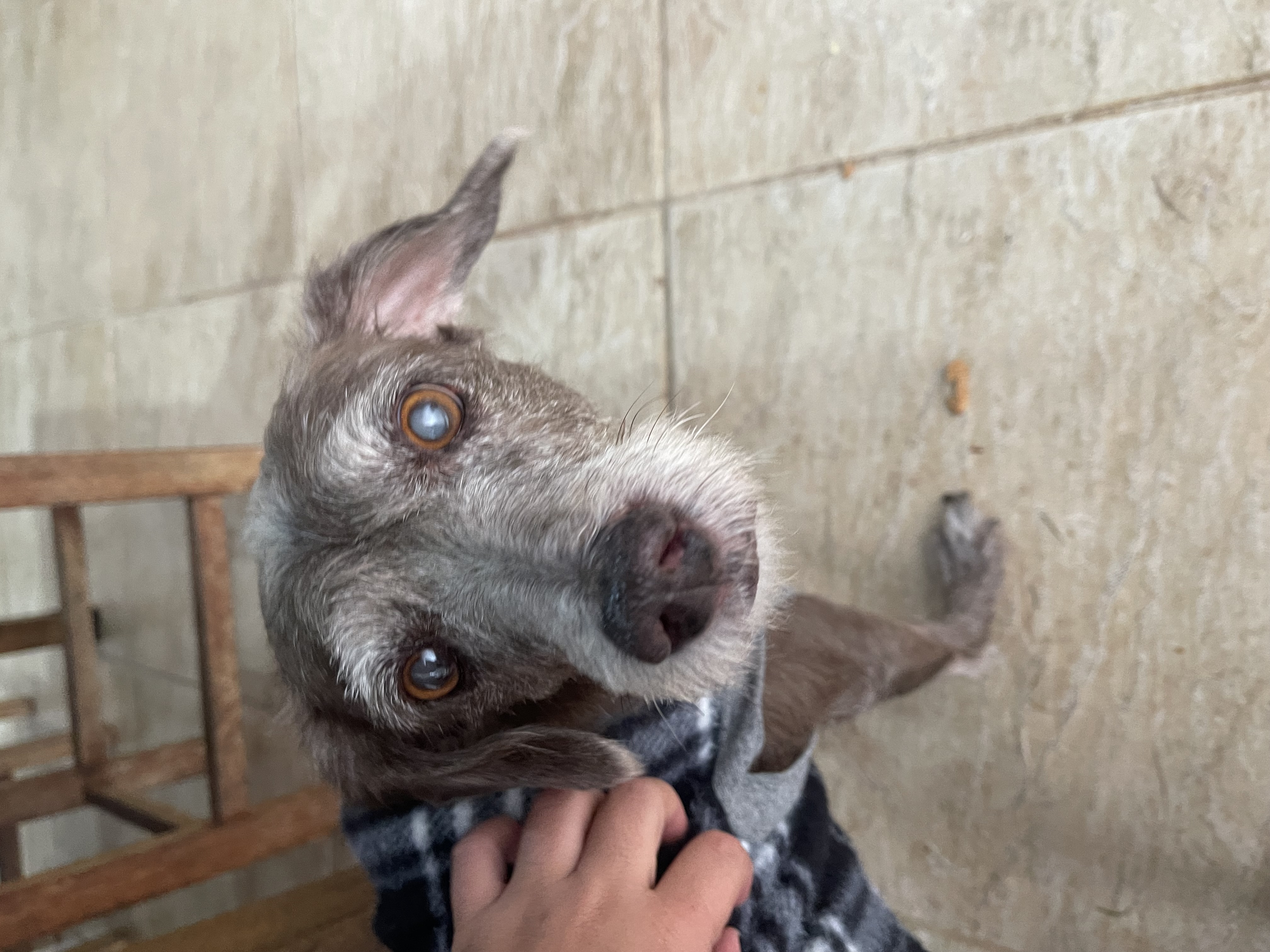 Foto de FUMINHO perdido em São José do Rio Preto