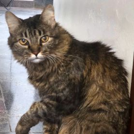 Foto de Gnar perdido em São José do Rio Preto