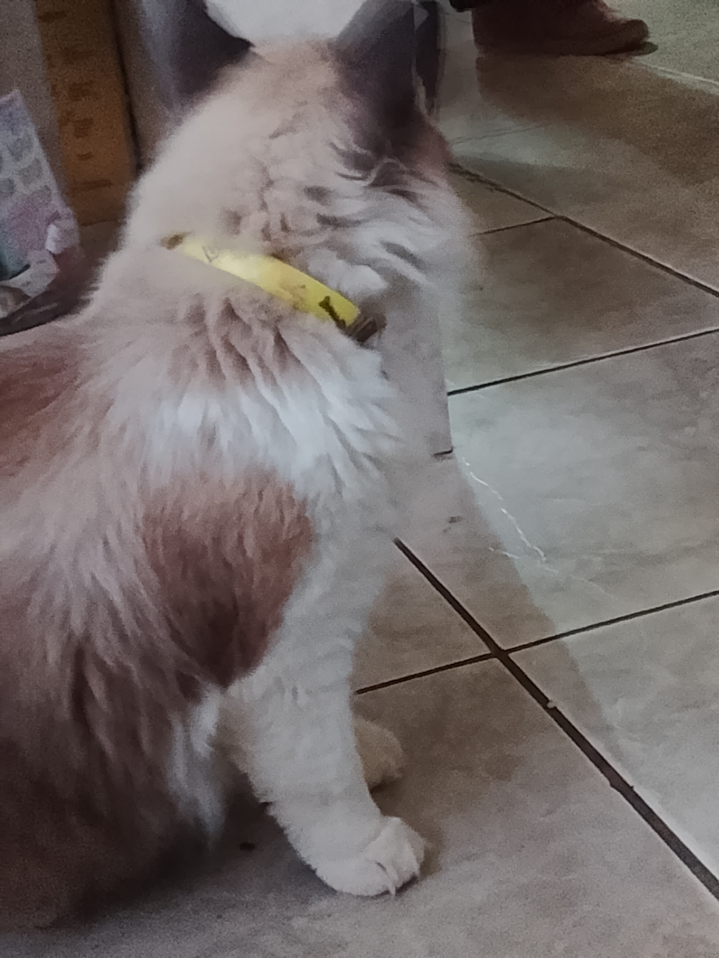 Foto de gato perdido em Araçatuba