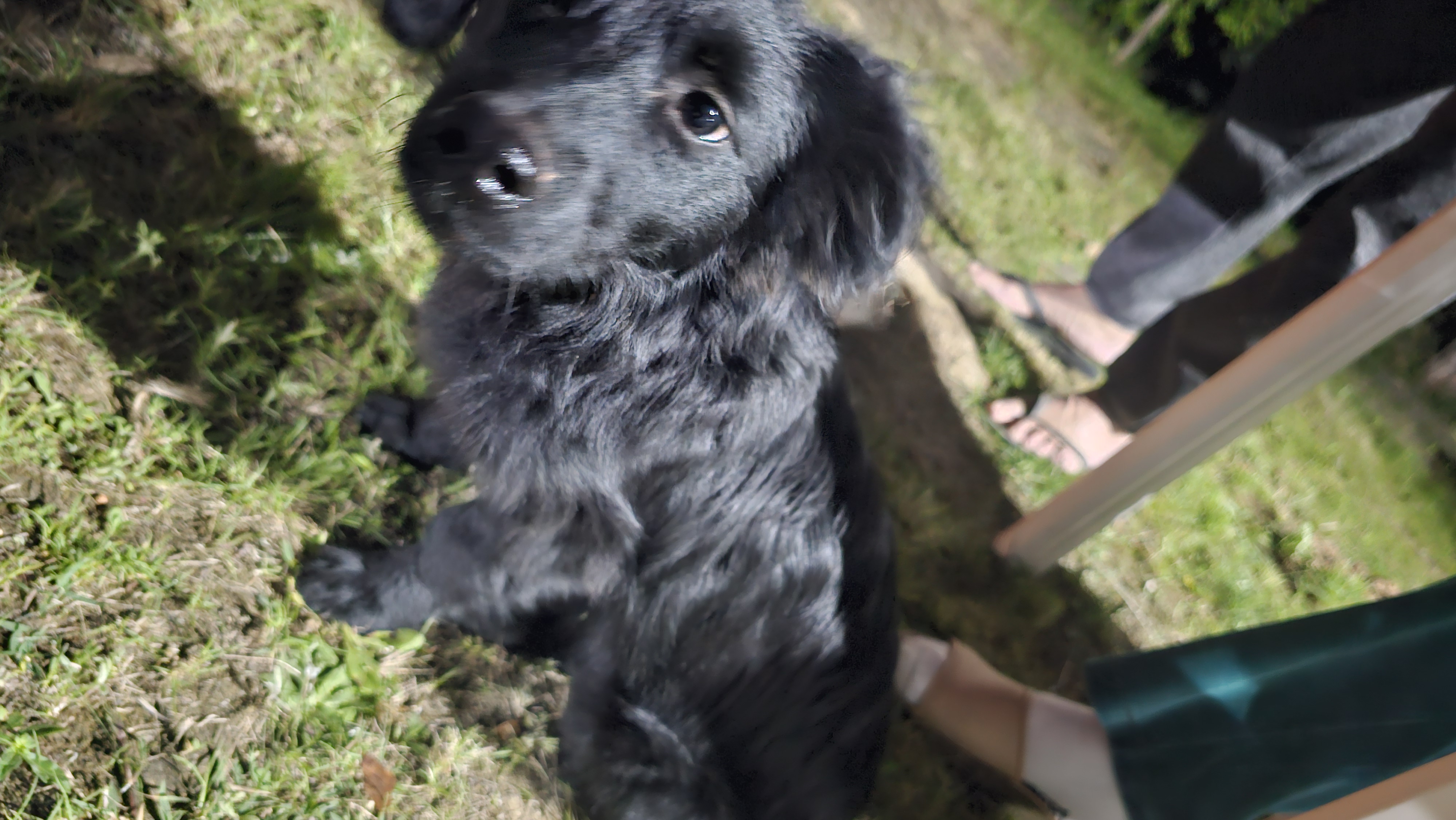 Foto de cachorro encontrado em Jarinu