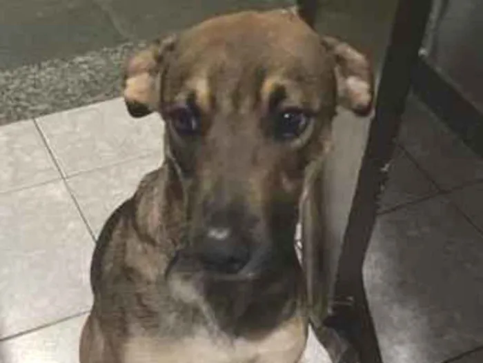 Foto de Muttley para doação adocao em Catanduva