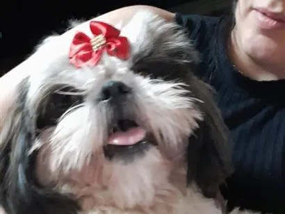 Foto de Nyna perdido em Araraquara