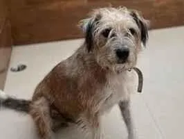 Foto de Maxx perdido em São Paulo