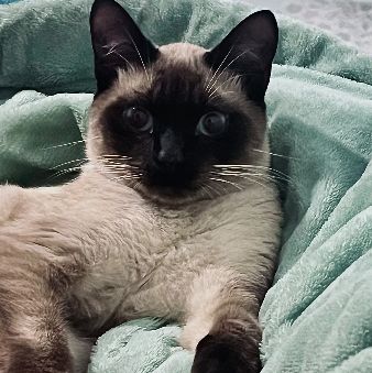 Foto de gato adocao em São Paulo