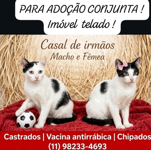 Foto de Lok E Lary adocao em São Paulo