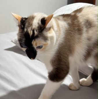 Foto de Craudya perdido em Ourinhos