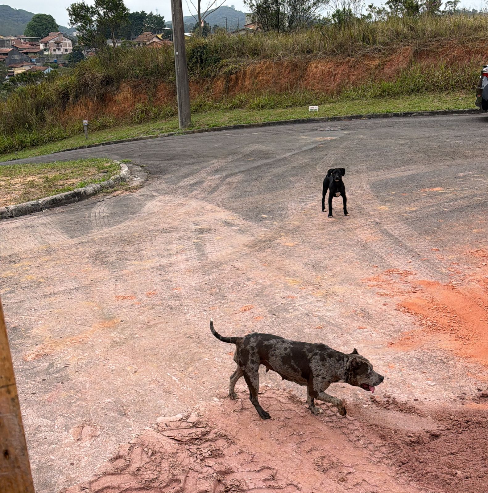 Foto de cachorro encontrado em São Bernardo do Campo