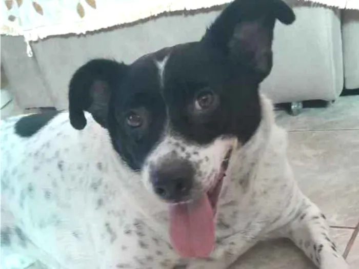 Foto de Akira perdido em São Paulo