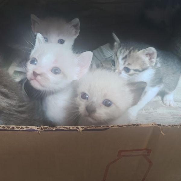 Foto de gato adocao em São Paulo
