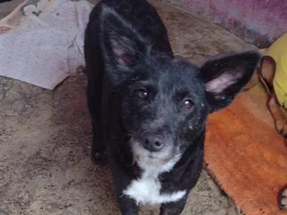Foto de Jade para doação adocao em Santo André