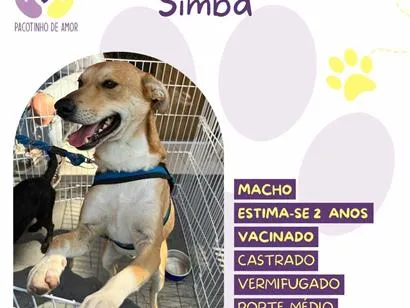 Foto de Simba para doação adocao em São Paulo
