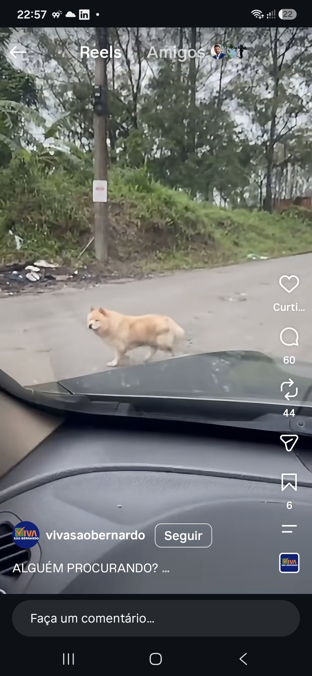 Foto de cachorro perdido em São Bernardo do Campo