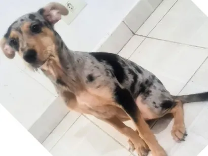 Foto de Ruby para doação adocao em São Bernardo do Campo