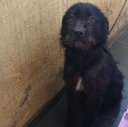 Foto de Guardalupe adocao em Osasco