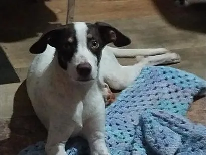Foto de Nik para doação adocao em Sertãozinho